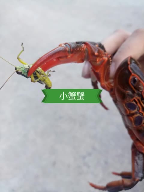 快手买粉丝网站_快手刷粉网站1元100粉活粉_qq粉丝网