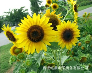 qq名片赞低价购买_怎么购买qq名片赞?_qq名片赞购买网站