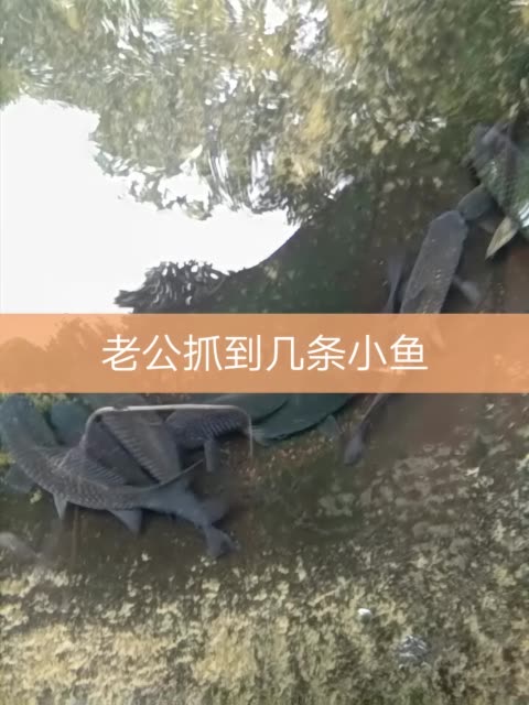 快手点赞软件免费网站_快手买点赞网站_快手点赞免费网站