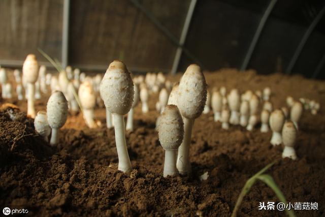 转生长激素基因鲤_基因转变的分子机制_中国领导吃转基因食品