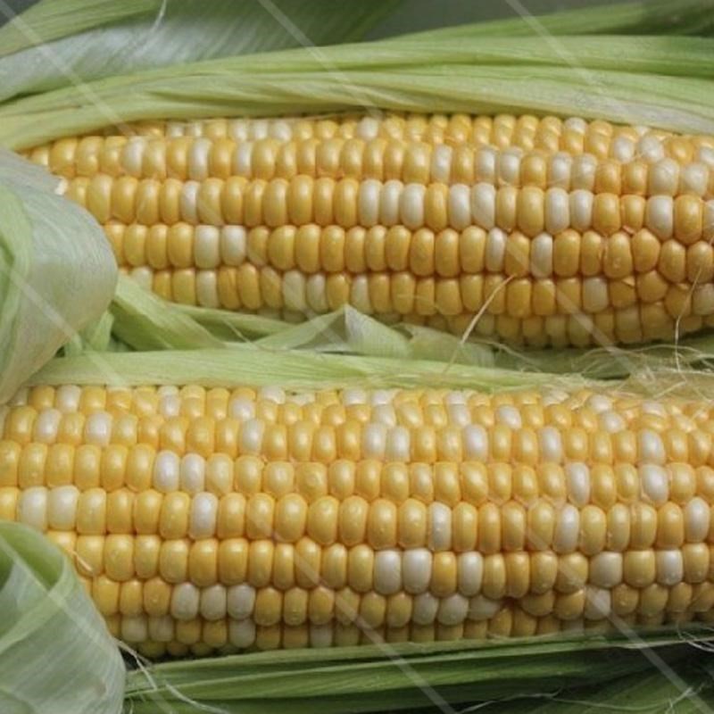 李辉基因食品_中国领导吃转基因食品_基因转变的分子机制