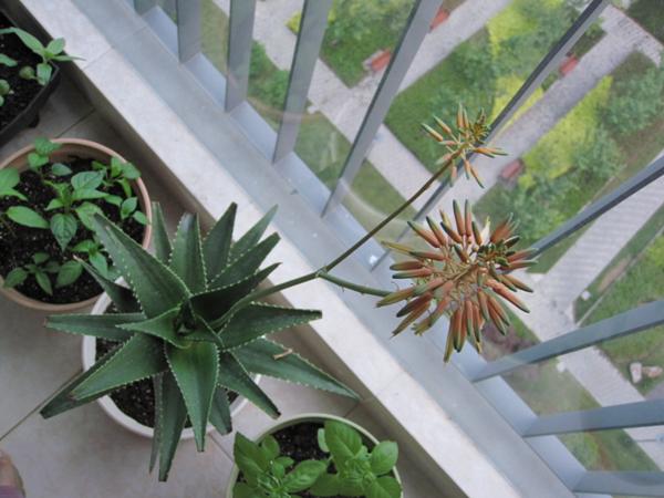 芦荟放家里对风水有影响吗_家里种仙人掌影响风水吗_客厅放衣柜影响风水吗