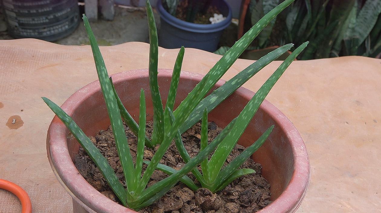 家里种仙人掌影响风水吗_客厅放衣柜影响风水吗_芦荟放家里对风水有影响吗