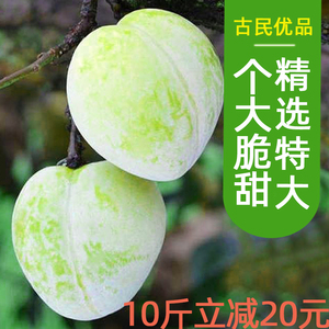 加应子 国外_加应子水果什么样图_加应子是什么水果