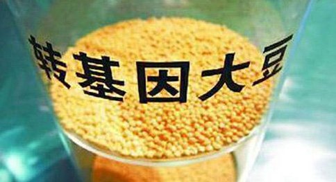 中国领导吃转基因食品_基因转变的分子机制_转生长激素基因鲤