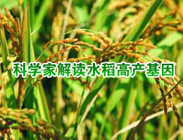 中国领导吃转基因食品_浙江嘉兴大量死猪是被转毒基因饲料毒死的_基因改造食品有毒吗