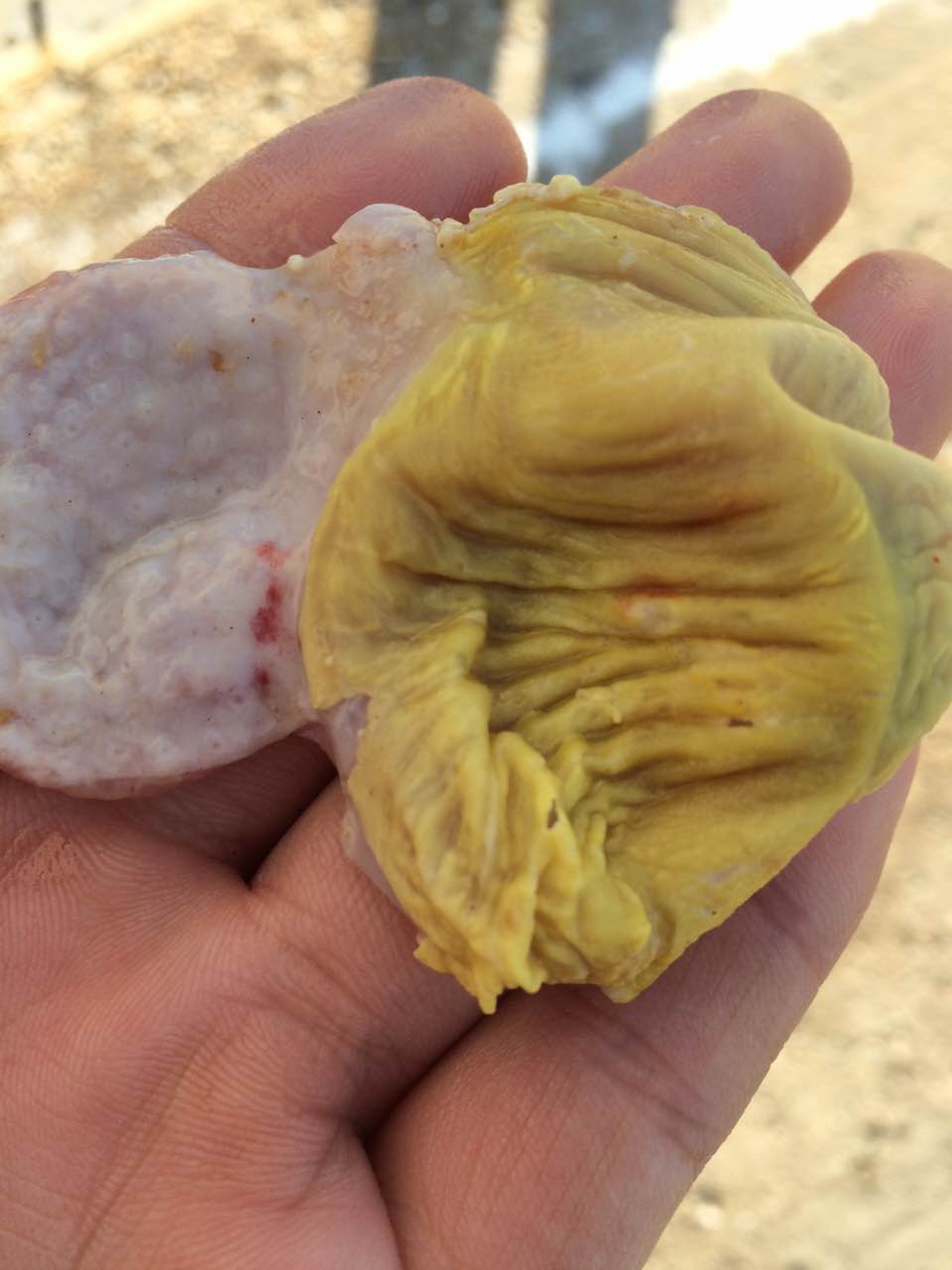 养殖肉杂鸡室內的温度_鸡內金吃多久才有效果_化工磁力泵內磁有正反面吗