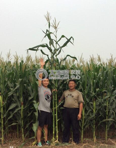 基因转录的过程_非转基基因黄豆的价格_什么牌子大米是转基因