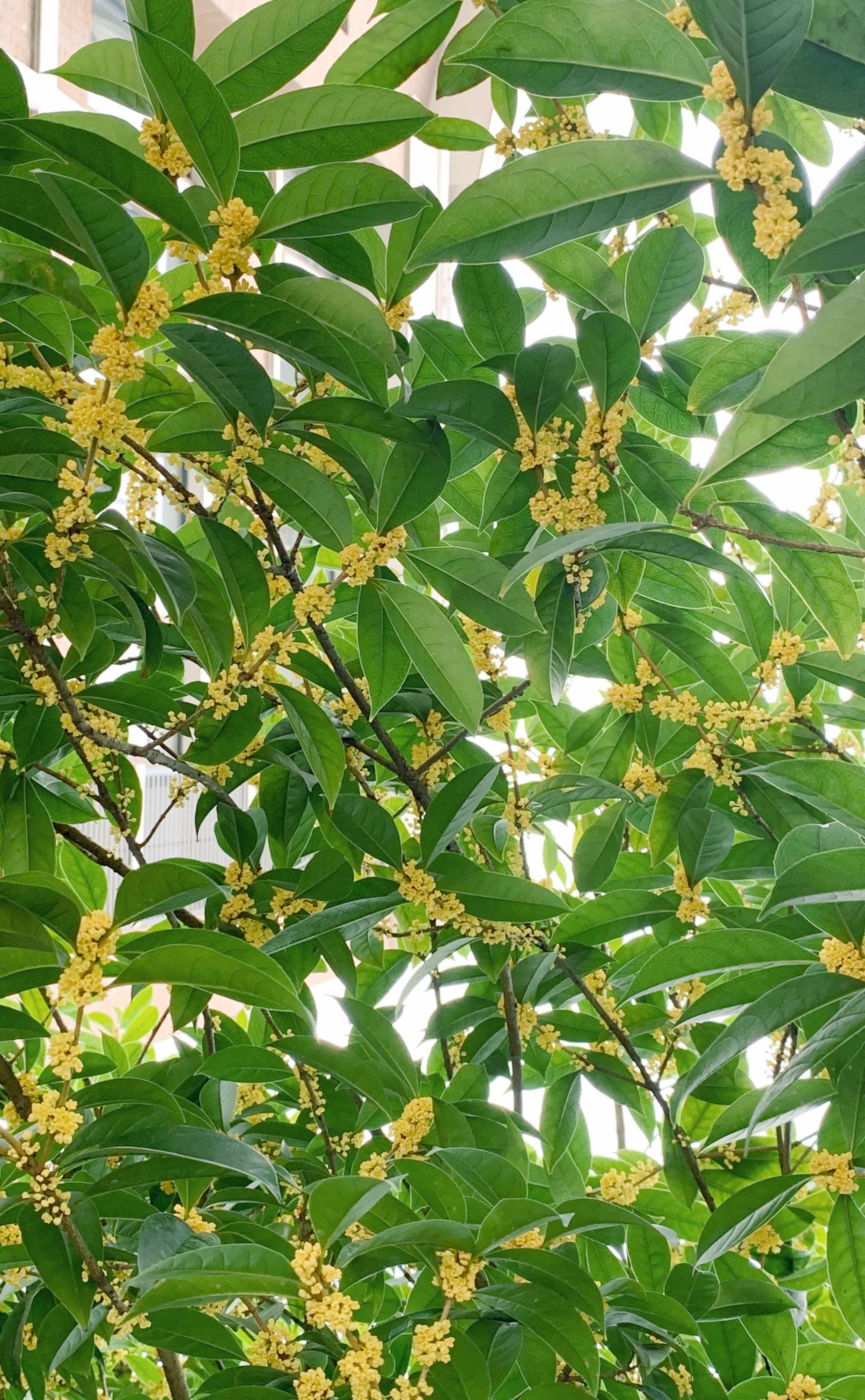 镀晶后下雨_汽车封釉后下雨怎么办_下雨后的味道是什么