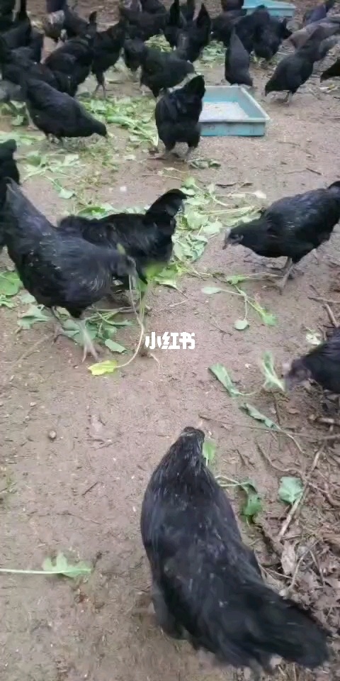 怀孕可以吃黑枪鱼吗_怀孕可以吃旧院黑鸡蛋_虎斑猫怀孕可以吃鸡蛋吗
