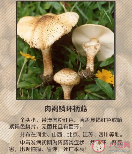 蓝瘦香菇视频原版女_蓝瘦香菇是什么意思_不要只会说蓝瘦香菇