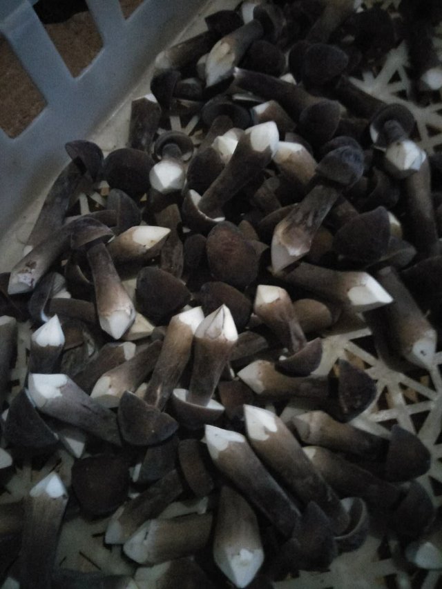 苹果耳机黑圈白圈_白蘑菇切开有一圈发黑正常吗_饺白切开黑是什么意思