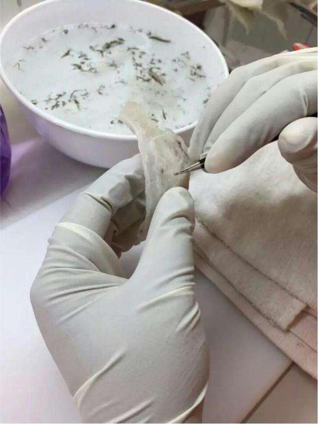 燕窝毛没挑干净可以吃吗_燕窝毛挑不干净孕妇能吃吗_楼上燕窝要挑毛吗