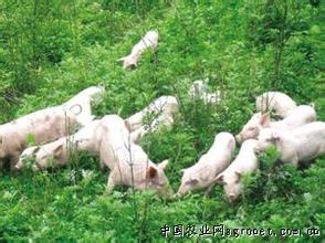 伊赛精瘦肉_农业部推荐瘦肉精检测卡_里脊肉和精瘦肉哪个好