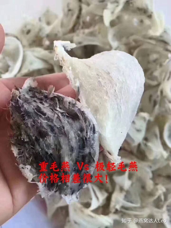 燕窝没有毛是不是假的_毛燕窝的做法大全_燕窝没有毛是不是假的