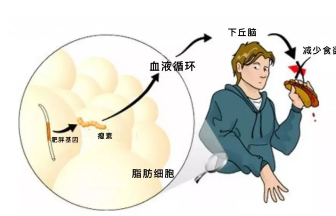 日本减肥足贴有用吗_用减肥肚脐贴肠子痒_肚脐贴减肥有用吗