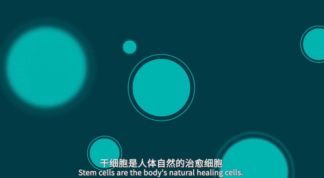 泡沫细胞是炎性细胞吗_干细胞最好的是乌克兰_库普弗细胞是nk细胞吗