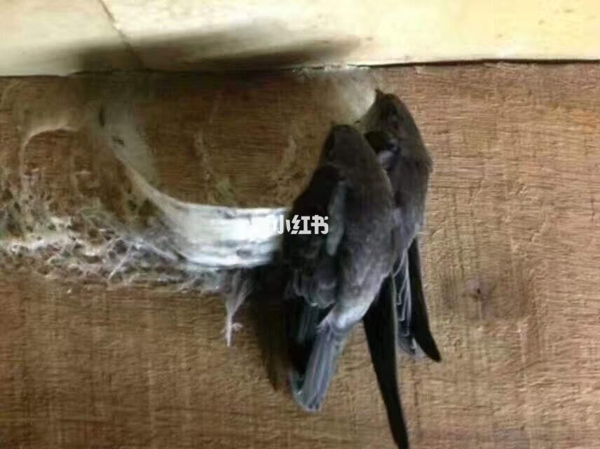 燕窝里面的毛挑不干净怎么办_燕窝里的毛挑不干净_楼上燕窝要挑毛吗