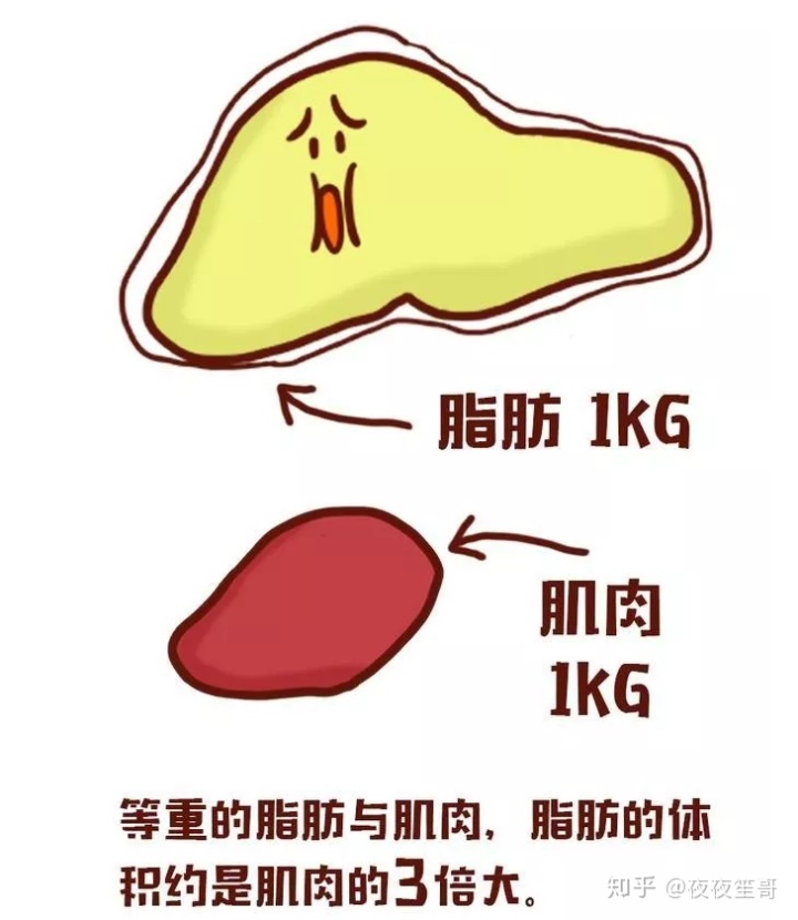 肉比较松是不是比较好减_为什么胳膊肉肉非常难减_松肉锤好还是松肉针好