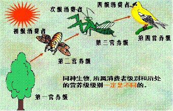 sitesina.com.cn 区块链公有链有几条_有车有猫有链的有证书_食物链有图片