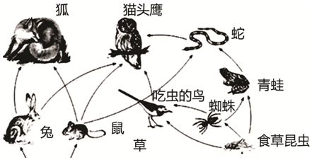 有车有猫有链的有证书_食物链有图片_sitesina.com.cn 区块链公有链有几条