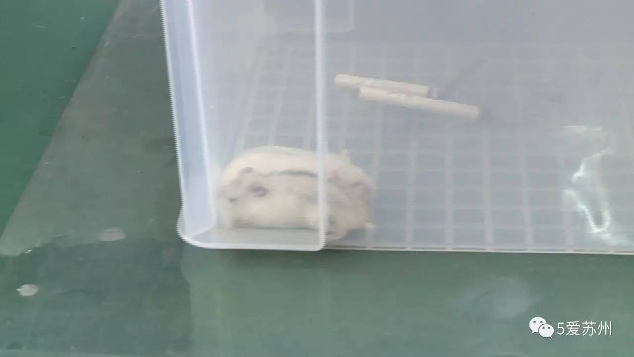 悦刻电子烟带上套影响吗_悦刻电子烟对孕妇有影响吗_悦刻电子烟官网悦刻无限烟弹