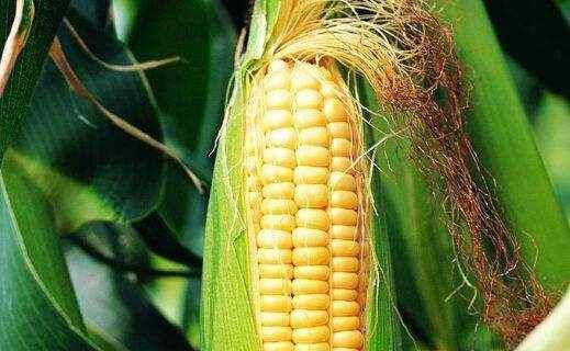 混沌之戒3基因食品_非转基基因黄豆的价格_中国领导吃转基因食品
