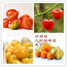 甲鱼的营养成分价值_小姑娘的营养价值_水果洋姑娘有什么营养