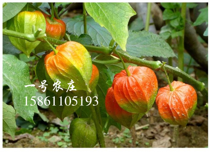 水果洋姑娘有什么营养_小姑娘的营养价值_甲鱼的营养成分价值