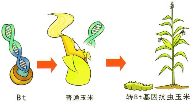 人食用多少多菌灵有害_美国花旗参片怎么食用_美国人是否食用安利