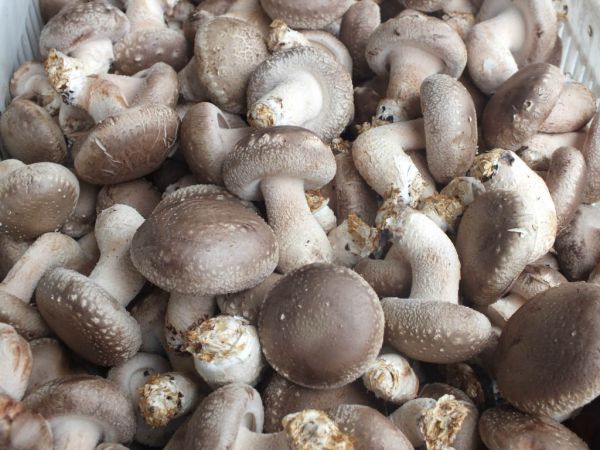 食用菌保健品怎么样柔软华_柔软华食用菌制品_食用菌柔软华用后评价