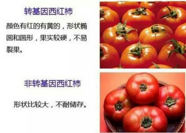 非转基基因黄豆的价格_浙江嘉兴大量死猪是被转毒基因饲料毒死的_市场上全是转基因番茄