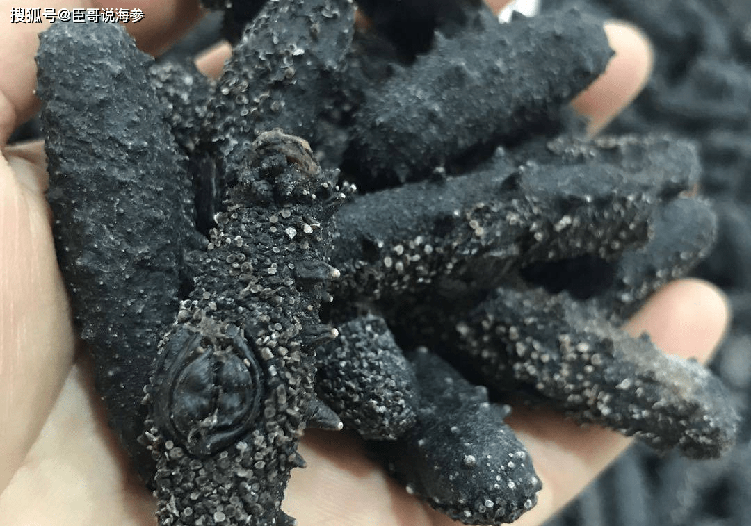 淡水海参好还是咸海参好_山东蓬莱有几家卖海参_好品质海参哪有得卖