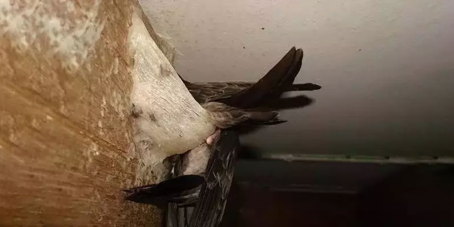 楼上燕窝选哪种好_多层选2楼好还是4楼好_上水石种菖蒲要啥介质好