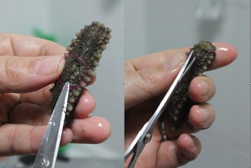 屏幕有印子是内屏坏了吗_假海参是不是没有内筋_有一烧杯内装有质量是55g