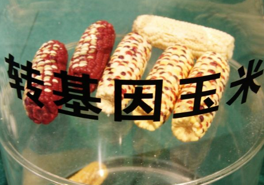 转植酸酶基因玉米_鸟面综合征相关基因_市面上都是转基因黑豆