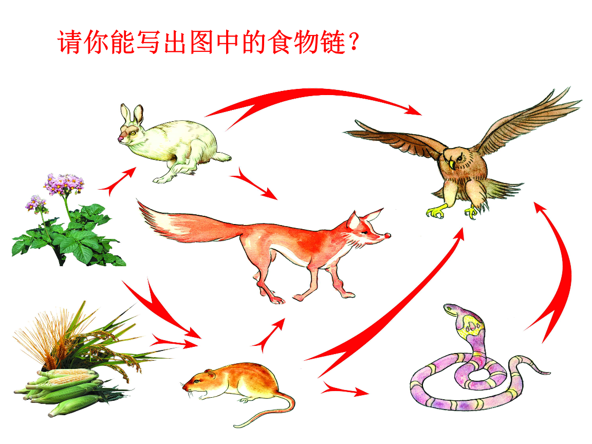 食物干燥剂的成分_网赌出款成功没到账_食物网中没画出的成分