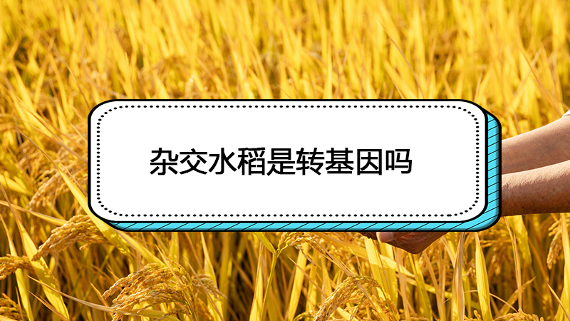 2018目前转基因蔬菜_目前什么蔬菜没有转基因的_雾霾对蔬菜有危害没