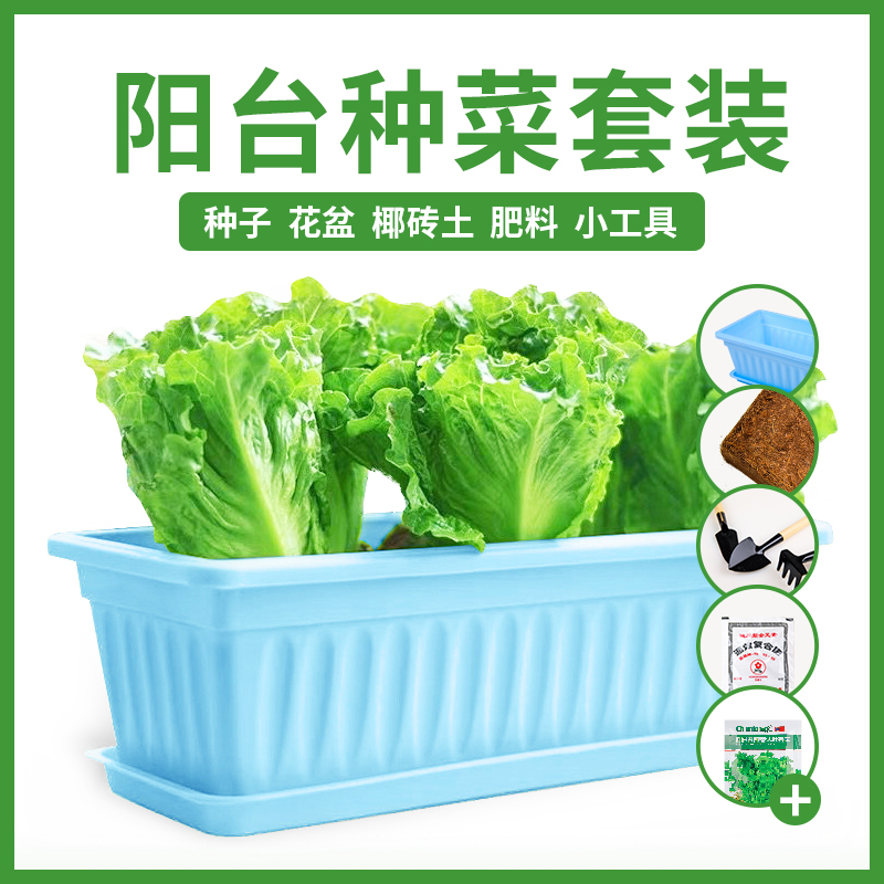 网上买的西红柿树是真的吗_网上分期付款买手机怎么买_苹婆树是风水树吗