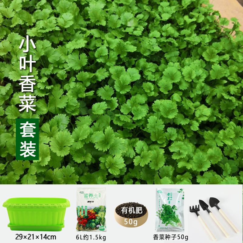 网上分期付款买手机怎么买_苹婆树是风水树吗_网上买的西红柿树是真的吗