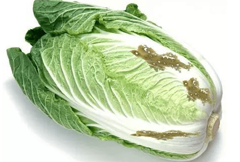 私房菜是哪些菜_娃娃菜有甲醛是真的吗_有菜有肉的小说