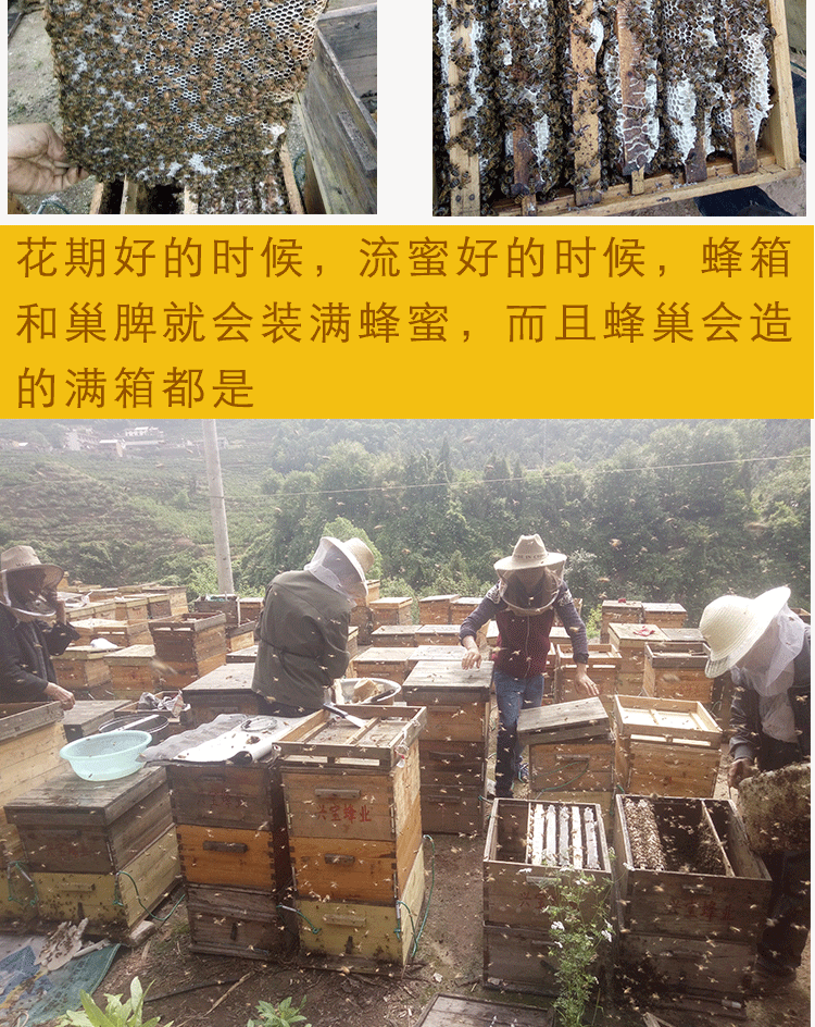 土蜂蜜好还是野生蜂蜜好_去哪里能购买好蜂蜜_sitewww.jkhoney.cn 去哪里购买真的蜂蜜