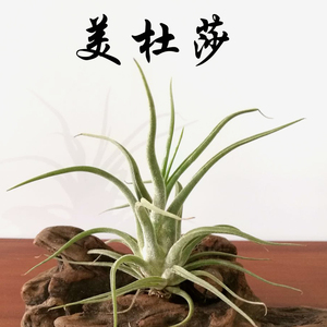 菠萝与咖啡渣去味_刚装修的房子去味_新房子菠萝能不能去味