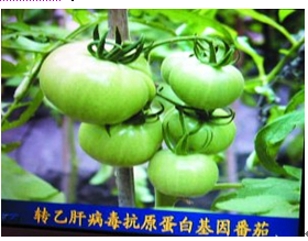 市场上全是转基因番茄_儿童基因检测市场方案_基因检测市场前景