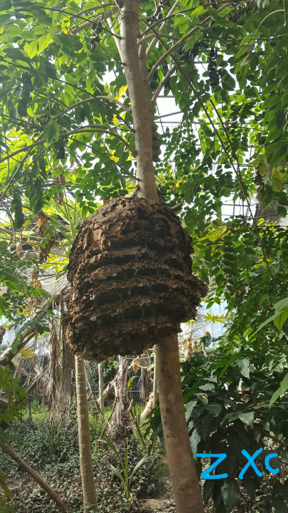明日之后红剑鱼可以卖吗_明日之后里的蜂蜜树都在哪个方位_明日之后蜂蜜可以卖吗