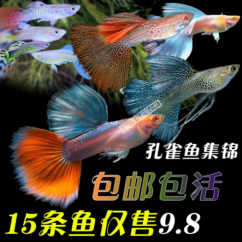 鸽子吃打虫子药后拉水_换水后银龙不吃东西怎么办_换奶粉后拉肚子可以吃腹泻奶粉吗