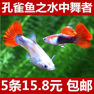 鸽子吃打虫子药后拉水_换水后银龙不吃东西怎么办_换奶粉后拉肚子可以吃腹泻奶粉吗