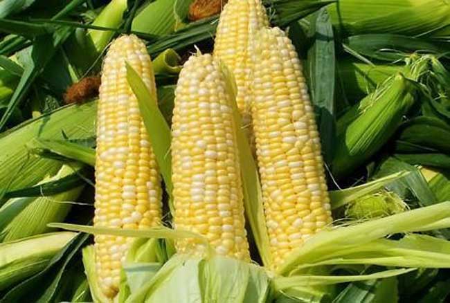 李辉基因食品_美国人吃转基因食品_现有转bt基因抗虫棉