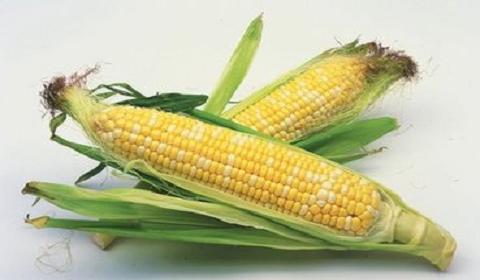 美国人吃转基因食品_现有转bt基因抗虫棉_李辉基因食品