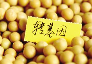 转基因油有哪些牌子_有甲乙两桶油,甲桶油比乙桶油_基因转录的过程